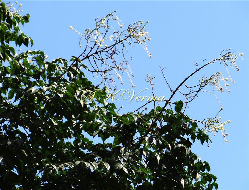  Plant with inflorescences